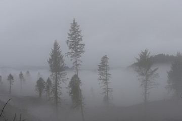 Wald im Nebel, Oregon, USA
