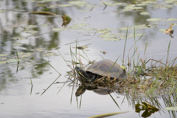 Turtle found in Everglades, Florida