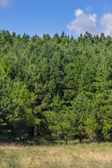 Fototapeta na wymiar Pine Forest and blue sky