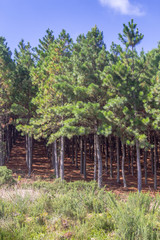 Pine Forest and blue sky
