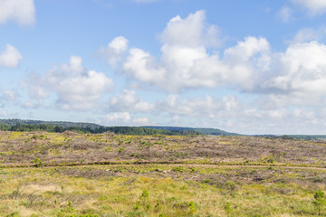Pine Forest deforested  and blue sky