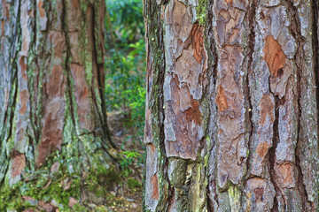 Obraz premium Closeup of the bark of an old tree