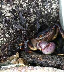 Schwarze Krabbe mit lila Schere versteckt sich