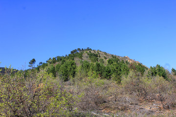 Fototapeta na wymiar hill with trees and vegetation