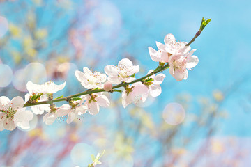 Obraz premium White flowers in bloom - abstract spring background