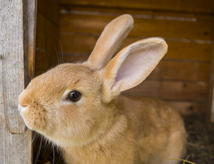 rabbit