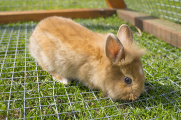 little baby rabbit in a hutch
