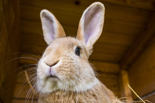 rabbit in a hutch