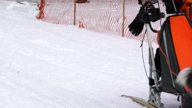Five dog breed Hasky in harness racing. Sled dogs waiting for the upcoming competitions in mushing. Workers sports of the North to championship.