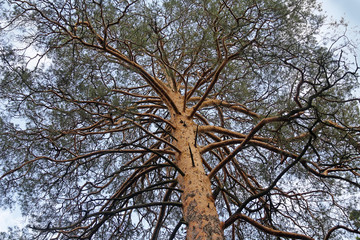 Fototapeta premium Crown of an old tree against the sky. Nature