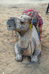 Decorated camel in the Thar desert near Pushkar, Rajasthan, India