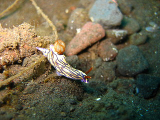 Meeresschnecke
