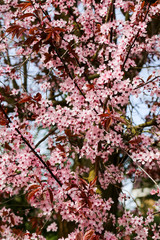 Cherry Plum (Prunus cerasifera Nigra), blossom flowering