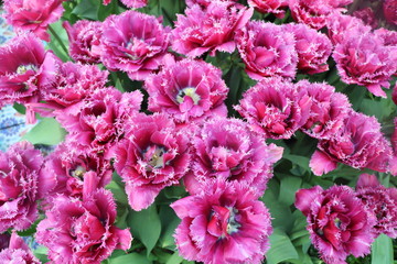 Pink flowers