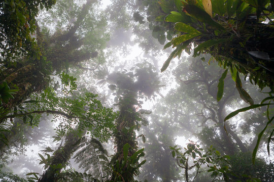 Fototapeta Looking up in foggy rainforest