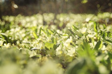 beautiful garden in spring