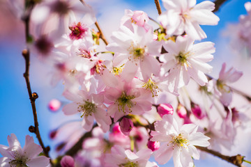 Obraz premium Frühe Zierkirsche - Prunus Accolade