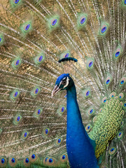 Obraz premium Image of a peacock showing its beautiful feathers. wild animals.