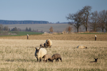 Fototapeta premium Sheep with lambs on pasture, spring time