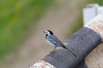 Grey wagtail sitting on the fence along the road. Birds