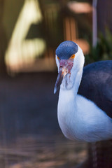 Obraz premium オオカザリヅル 