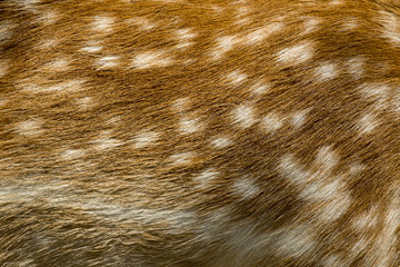 Genuine leather skin of chital deer with light and dark brown spots.