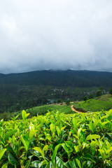 Tea plantation