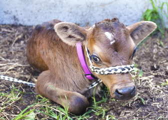 Fototapeta premium Newborn calf in pasture.