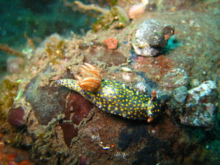Meeresschnecke