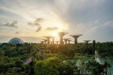 Foto op Plexiglas Singapore Supertrees in garden by the bay in moring at Bay South Singapore. © ake1150