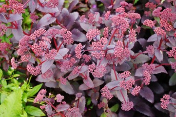 Red burgundy sedum plant growing in the garden