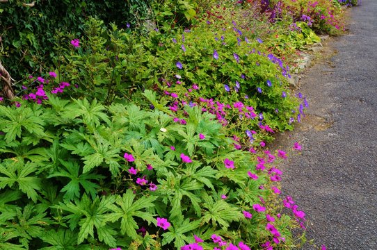 Mixed perennial flower borders in a traditional English cottage garden