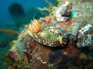Meeresschnecke