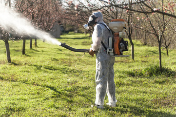 Young farmer spraying apricot trees with chemicals in the orchard