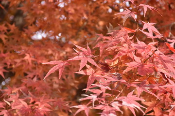 Colour of autumn leaves in Japan