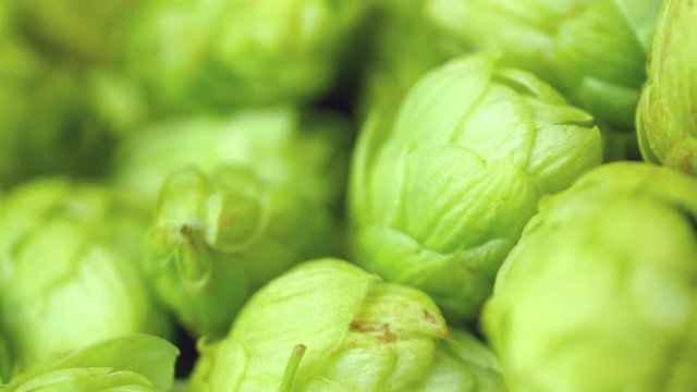 High quality video of rotating green hops in 4K