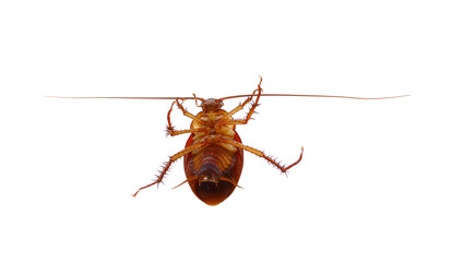 Cockroach on a white background