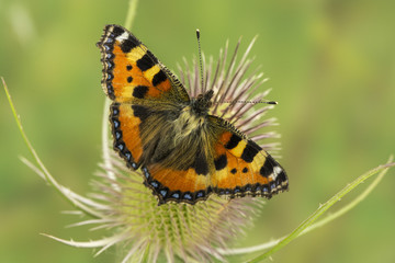 Kleiner Fuchs