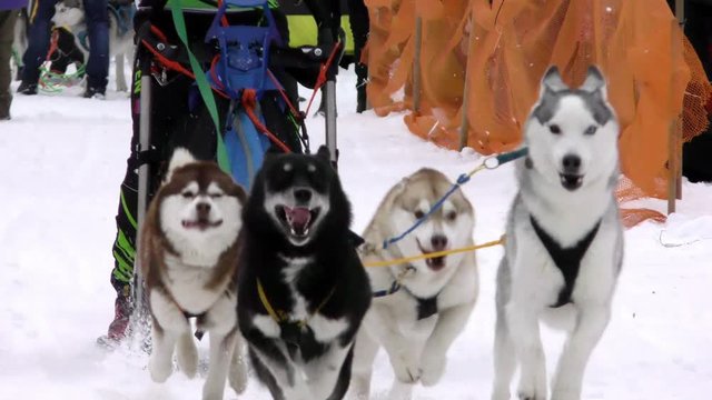 Sled husky at finish of dog race. Workers siberian huskies of the North to championship. Sports laika animals in the winter. 