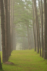 Obraz premium Boa Keaw Silvicultural Research Station , Bo Kaeo Pine Park , Suan Son Bor Kaew,Chiang Mai, thailand