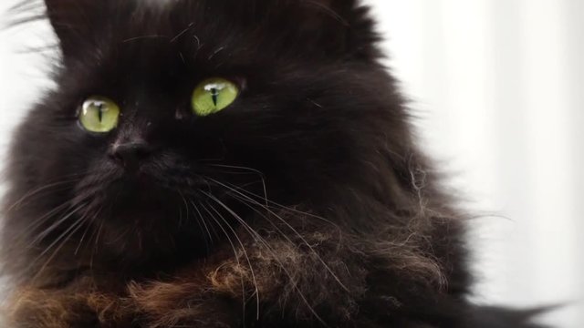 Black cat close up and sunlight