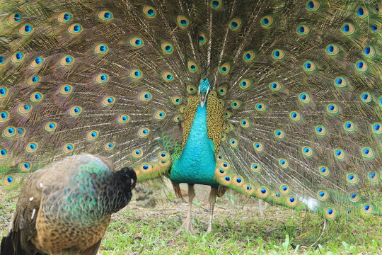 Indian peafowl dancing at a peahen
