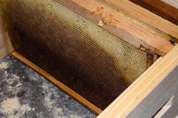 Wooden frames with honeyycombs in the beehive