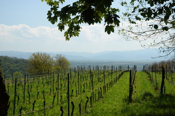 Fototapeta premium Weinberge am Kaiserstuhl