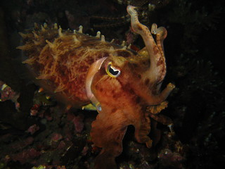 Oktopus © wernerrieger