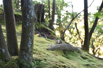 Moss in forest