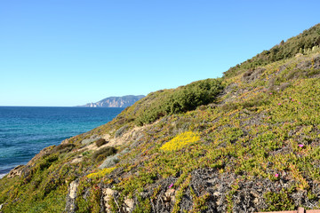 Vegetation along the coast / succulent plants of the Mediterranean