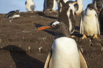 Portrait of a Gentoo Penguin (Pygoscelis papua) on Sealion Island in the Falkland Islands.