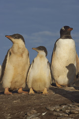 Gentoo Penguin chicks (Pygoscelis papua) with an adult on Sealion Island in the Falkland Islands.