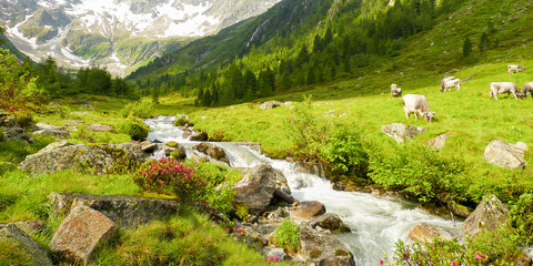 Panorama einer Almlandschaft mit Kühen Wildbach und Gletscher im Hintergrund